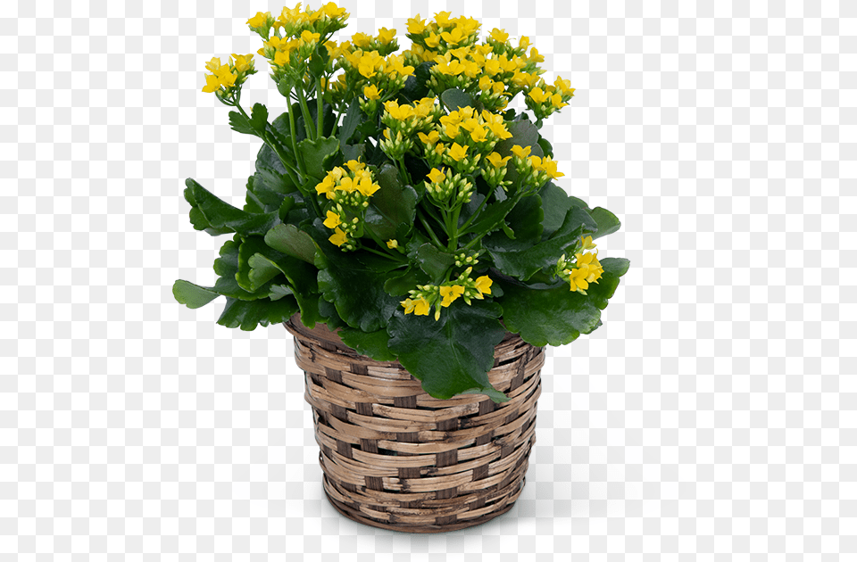 Yellow Kalanchoe Plant Lamesa Florist Green And Flower Logo, Flower Arrangement, Flower Bouquet, Potted Plant, Basket Free Png Download