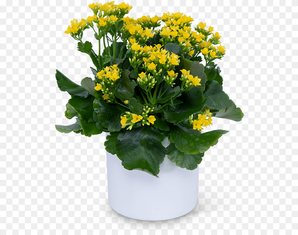 Yellow Kalanchoe Plant Lilybee Flowers Green And Flower Logo, Flower Arrangement, Flower Bouquet, Potted Plant, Apiaceae Free Transparent Png