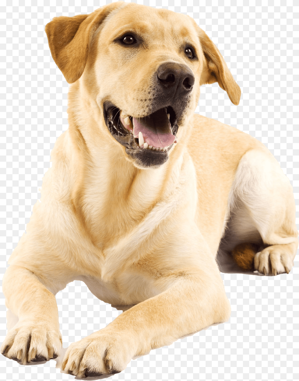 Yellow Lab, Animal, Canine, Dog, Labrador Retriever Png