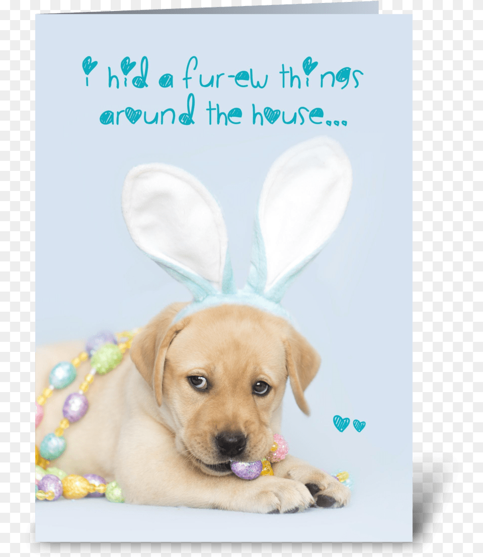 Yellow Labrador Retriever Easter Bunny Greeting Card, Puppy, Animal, Canine, Dog Free Png Download