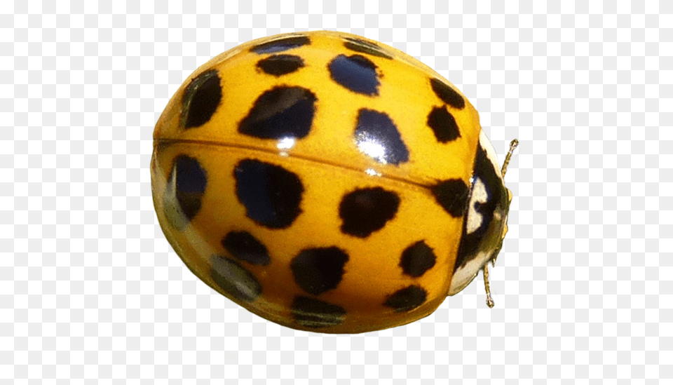 Yellow Ladybug Clipart Ladybug, Animal, Insect, Invertebrate Free Png Download