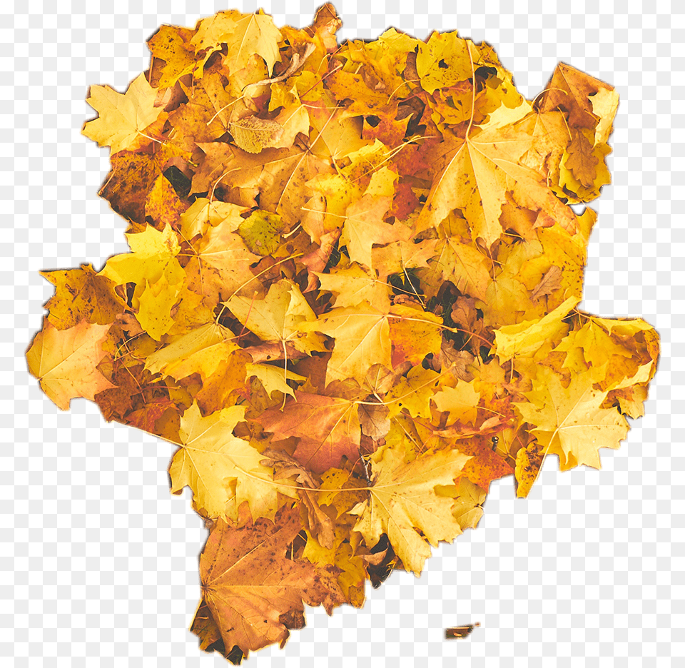 Yellow Leaf, Maple, Plant, Tree Free Png Download