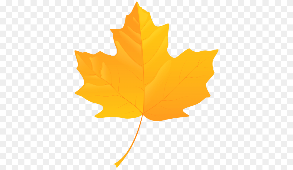 Yellow Leaf, Maple Leaf, Plant, Tree, Person Png