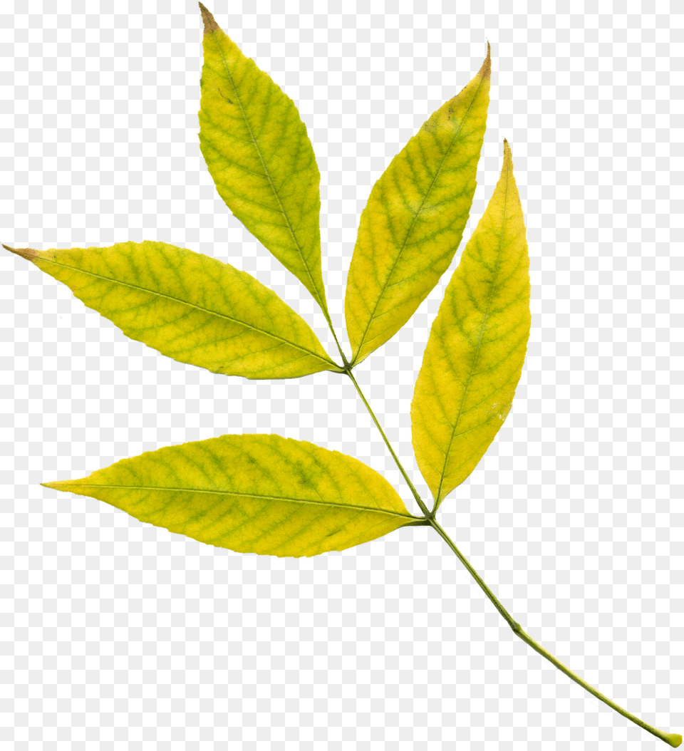 Yellow Leaf, Plant, Tree, Annonaceae Png