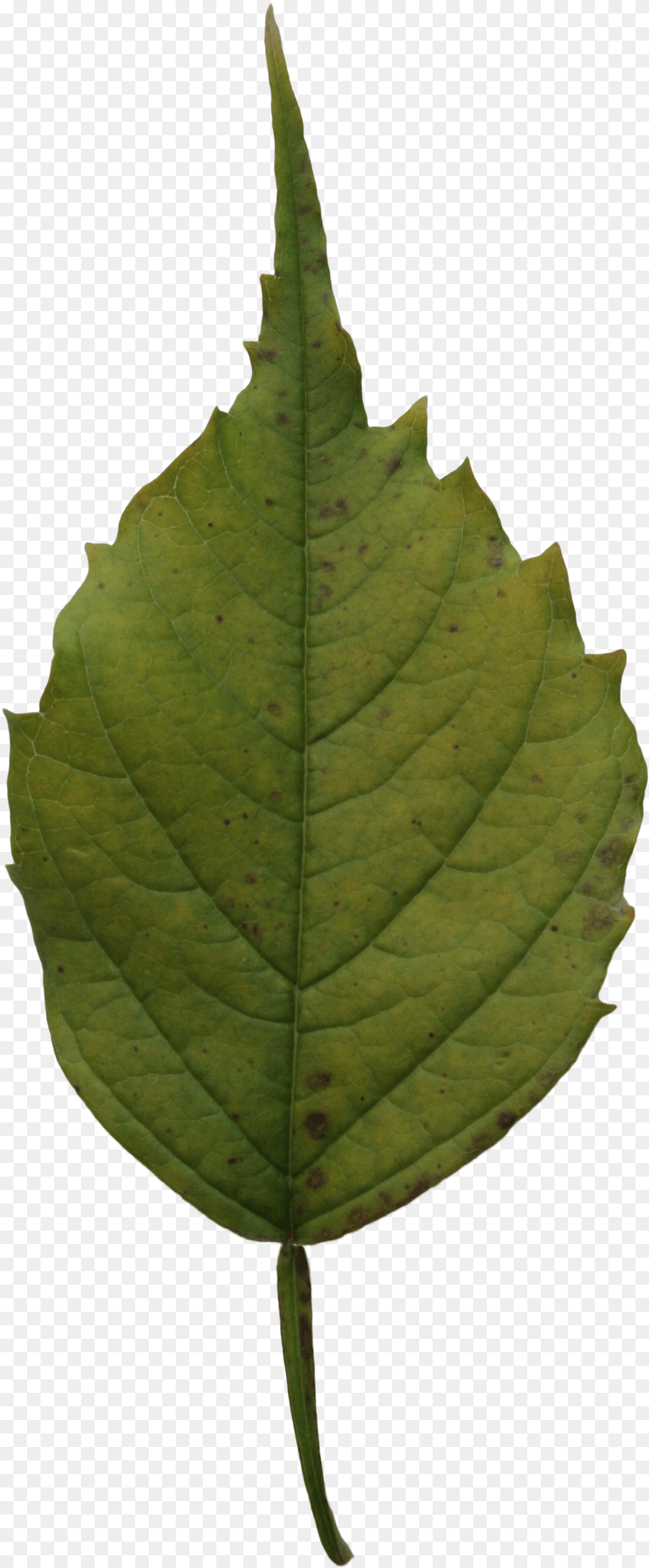 Yellow Leaf, Plant, Tree, Oak, Sycamore Free Png Download