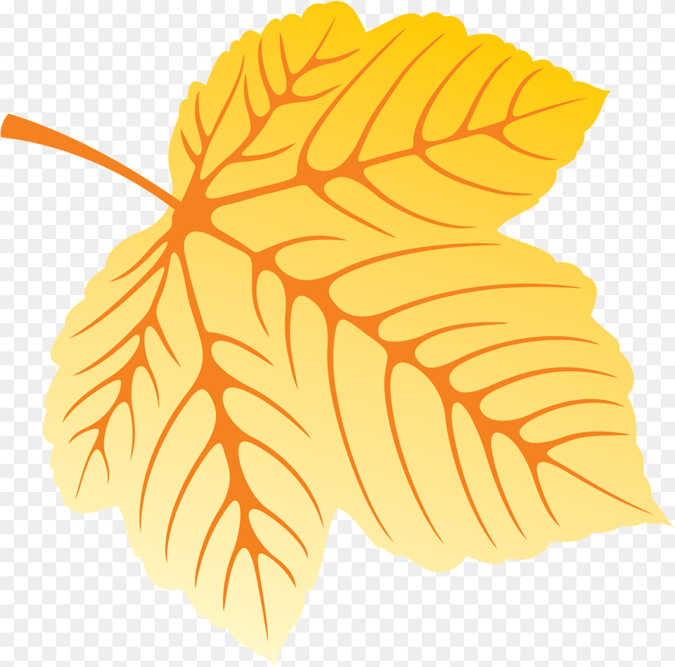 Yellow Leaf, Plant, Maple Leaf, Tree, Person Free Png Download