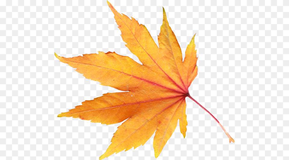Yellow Leaves Autumn Spring Winter Seasons Leaf, Plant, Tree, Maple Leaf, Maple Free Png