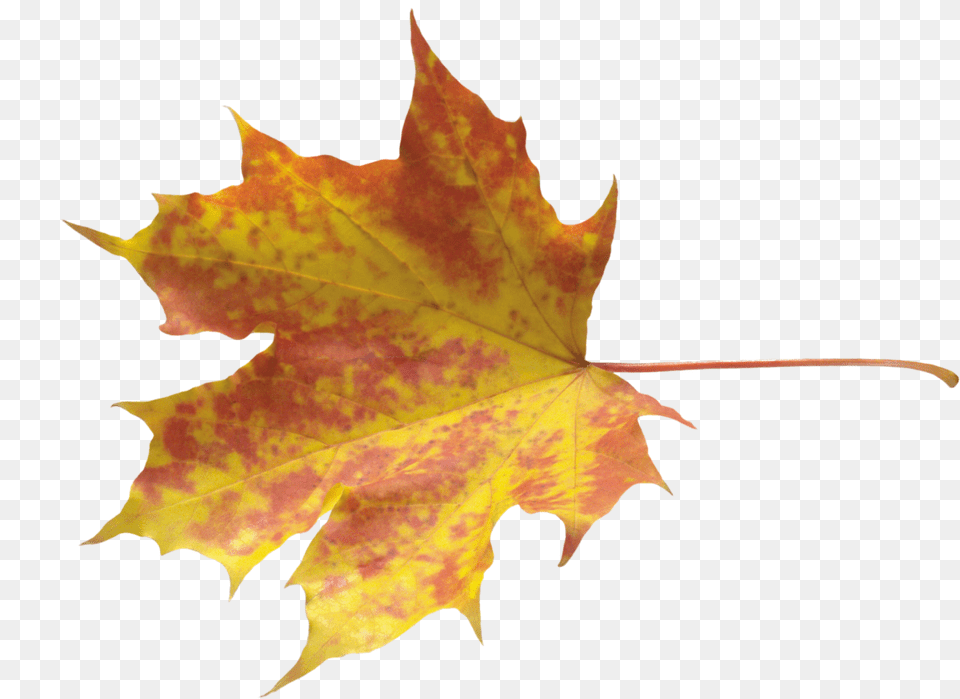 Yellow Leaves Image Falling Leaves Psd Leaf, Plant, Tree, Maple Free Png Download