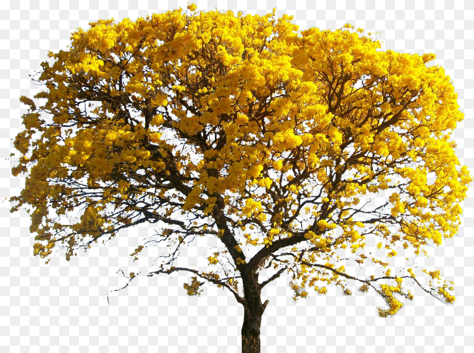 Yellow Leaves Tree, Maple, Plant, Tree Trunk, Oak Png