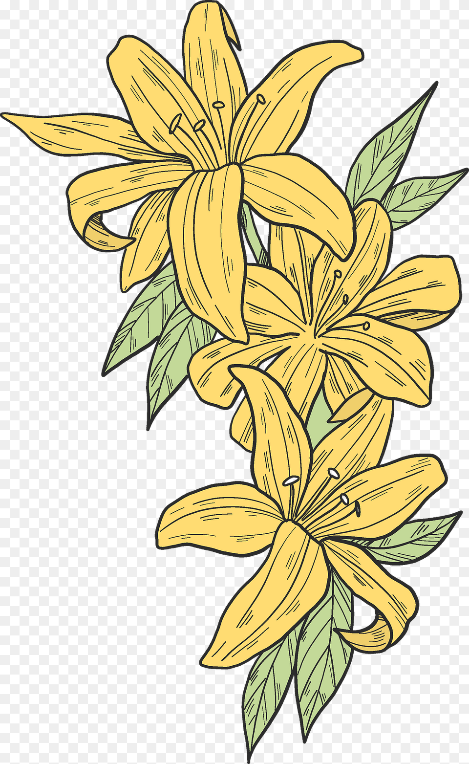 Yellow Lilies Clipart, Flower, Plant, Art, Floral Design Png Image