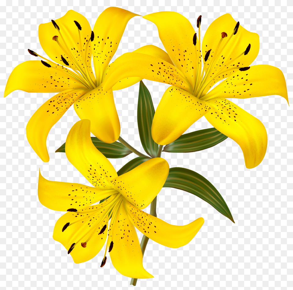 Yellow Lilies Clipart Png