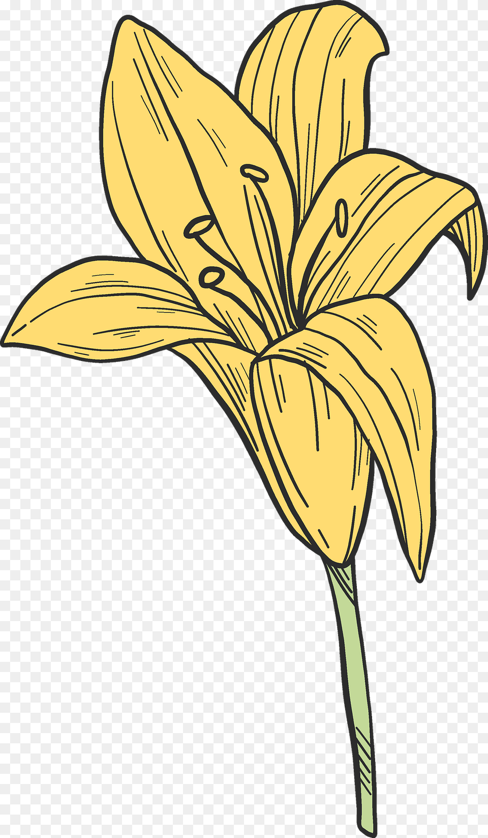 Yellow Lilies Clipart, Flower, Lily, Plant, Animal Free Png Download