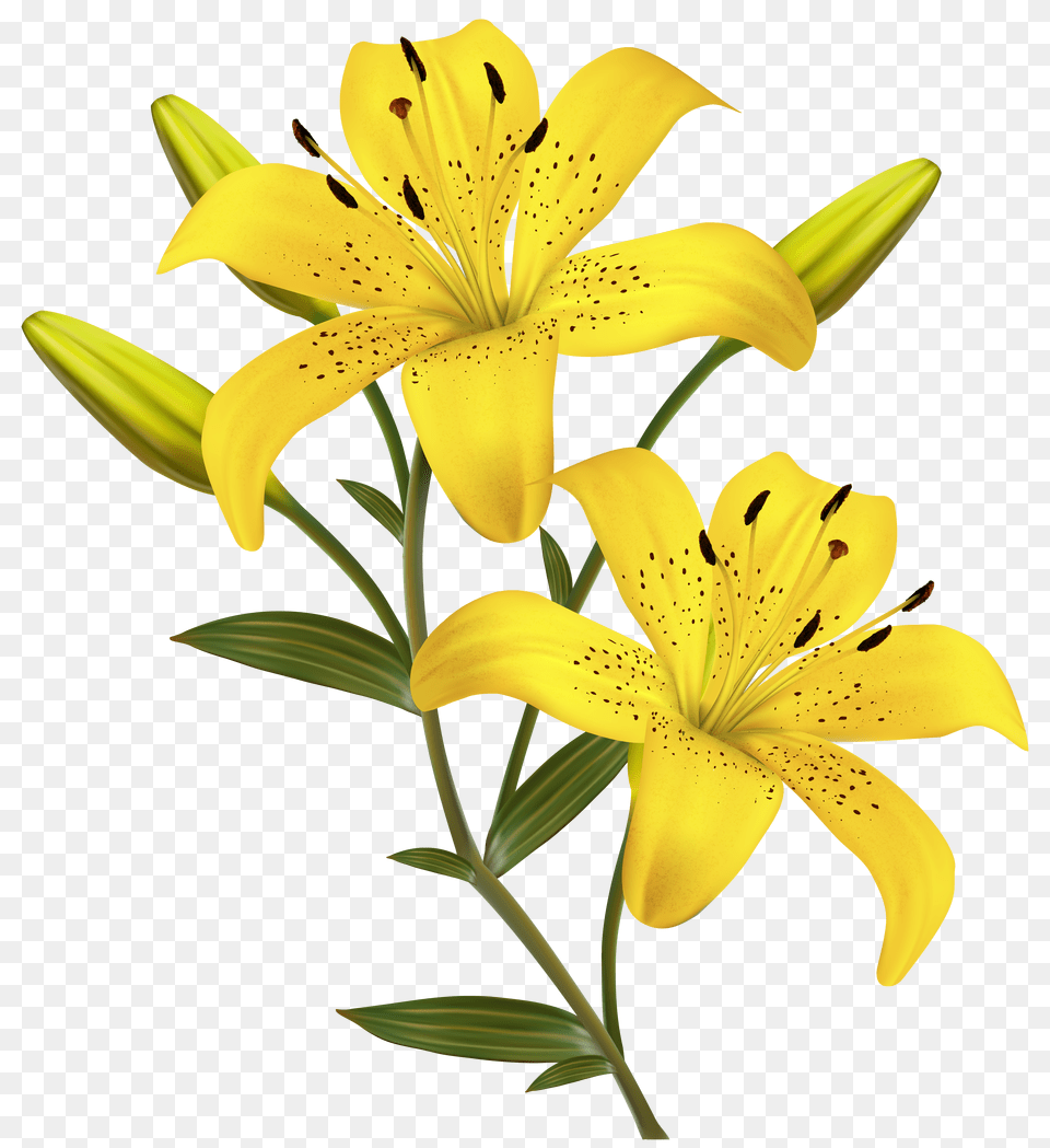 Yellow Lilies Clipart Image Stop Yellow Lily Flower, Plant Free Transparent Png