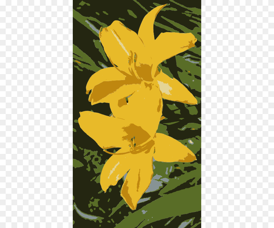 Yellow Lillies, Flower, Plant, Lily, Petal Free Transparent Png