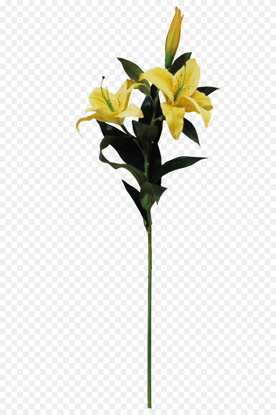 Yellow Lily Cartoon Transparent Download Vector, Flower, Plant, Flower Arrangement Free Png