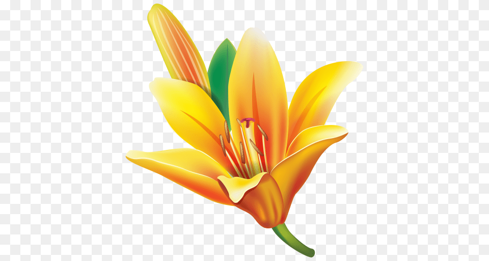 Yellow Lily Flower, Anther, Plant Free Png Download