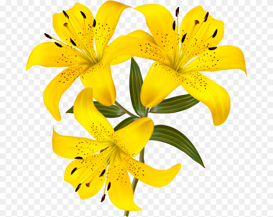 Yellow Lily Flower Clipart, Plant Free Png Download
