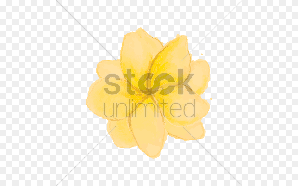 Yellow Magnolia Vector, Flower, Petal, Plant, Daisy Free Transparent Png