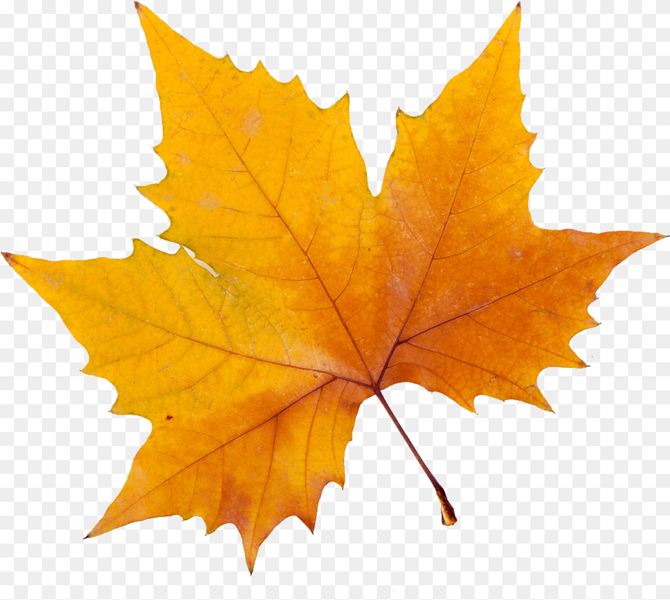 Yellow Maple Leaf, Plant, Tree, Maple Leaf, Person Png