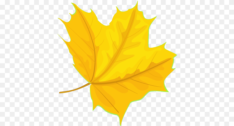 Yellow Maple Leaves, Leaf, Maple Leaf, Plant, Tree Free Png