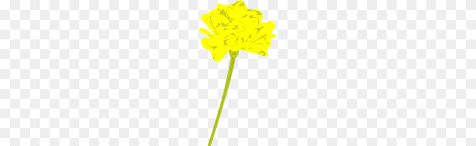 Yellow Marigold Clip Art, Daisy, Flower, Petal, Plant Png
