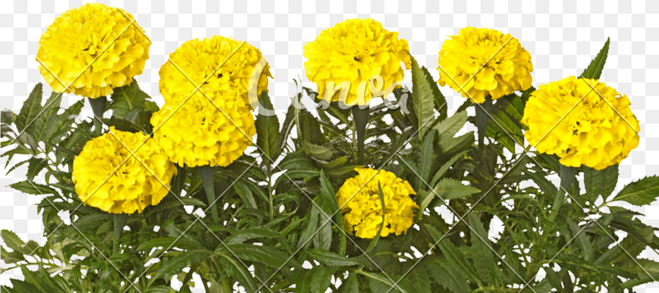 Yellow Marigold Flowers And Leaves Yellow Colour Marigold Flower, Plant, Petal, Dahlia, Carnation Free Png Download