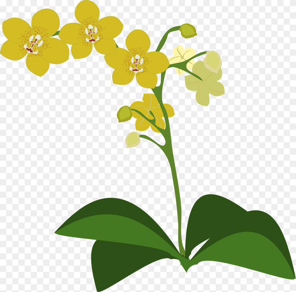 Yellow Moth Orchid Clipart, Anther, Flower, Plant, Leaf Free Png