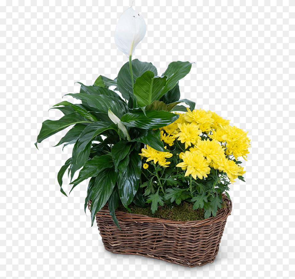 Yellow Mum Plant Grand Rapids Florist Green And Flower Logo, Flower Arrangement, Flower Bouquet, Potted Plant, Basket Png
