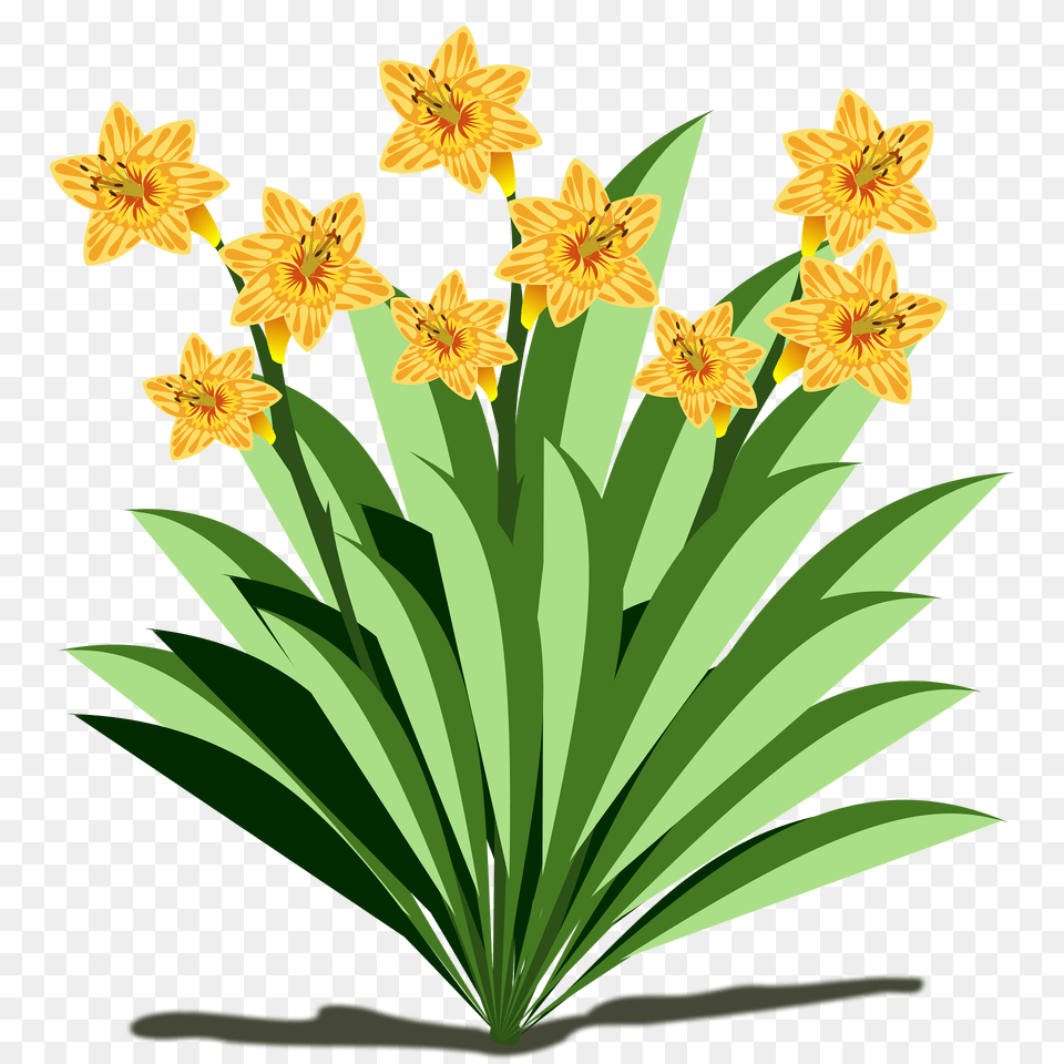 Yellow Narcissus Flowers And Stems Clipart, Daffodil, Flower, Plant Free Png Download