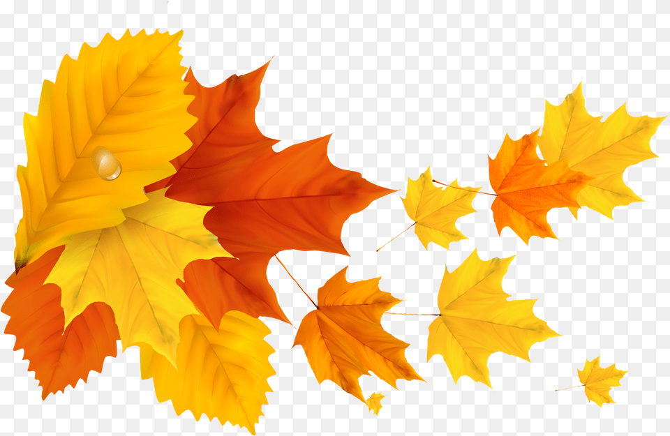 Yellow Orange Fall Leafs Clipart Picture Yellow Maple Leaf, Plant, Tree, Maple Leaf, Person Png Image