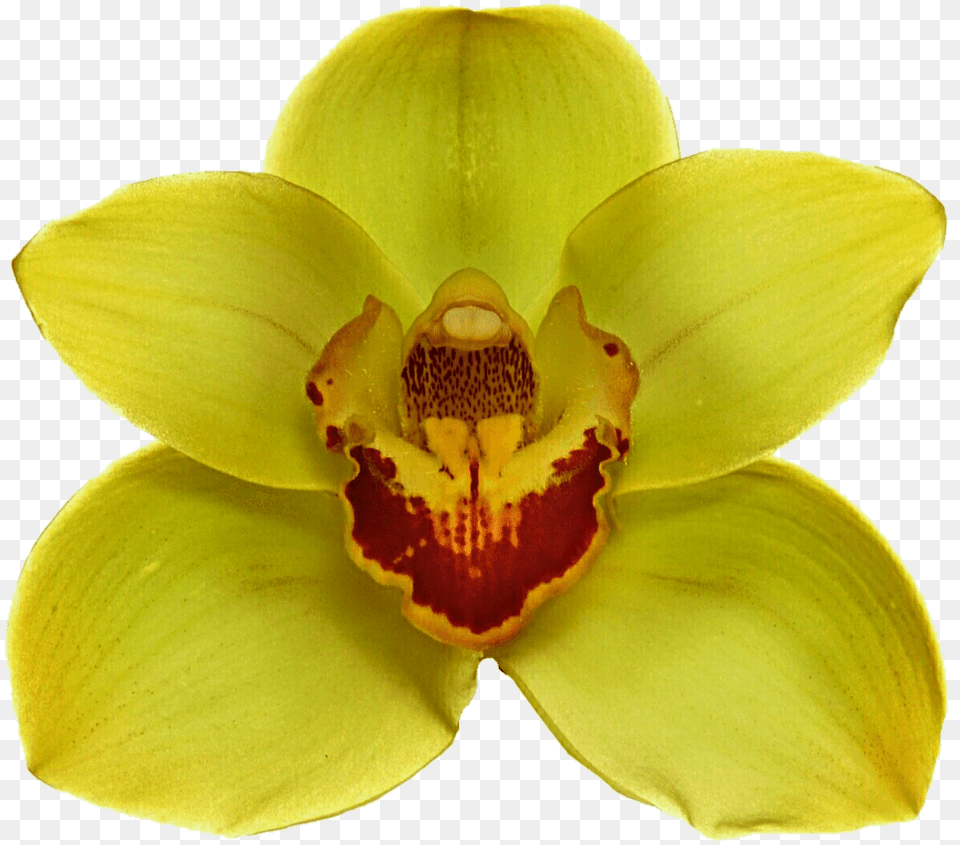 Yellow Orchid, Flower, Plant, Petal, Rose Png Image