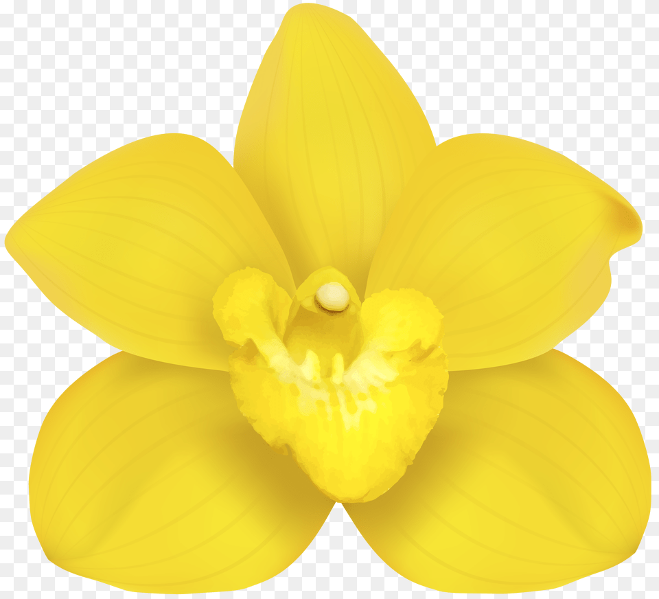 Yellow Orchid Clip, Flower, Plant Png