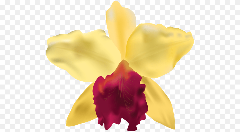 Yellow Orchid Clip Art, Flower, Plant, Person, Petal Png
