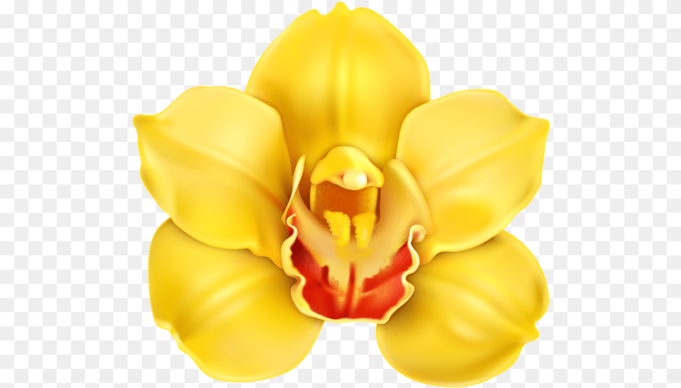 Yellow Orchid Flower Clipart, Plant, Petal, Daffodil, Clothing Png