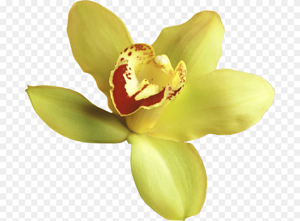 Yellow Orchid Background, Flower, Plant, Petal Free Transparent Png