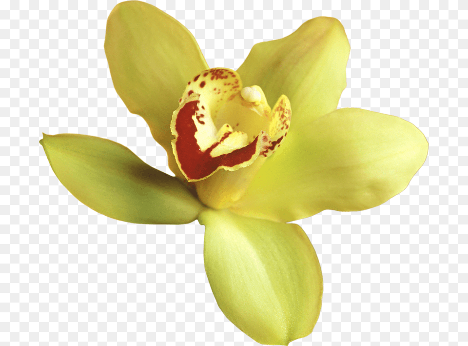 Yellow Orchid Transparent Background, Flower, Plant, Petal Free Png