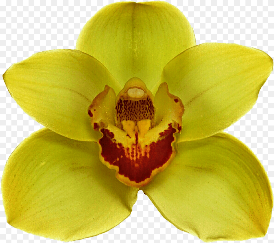 Yellow Orchid Jungle Flower, Plant, Petal, Rose, Daffodil Free Transparent Png