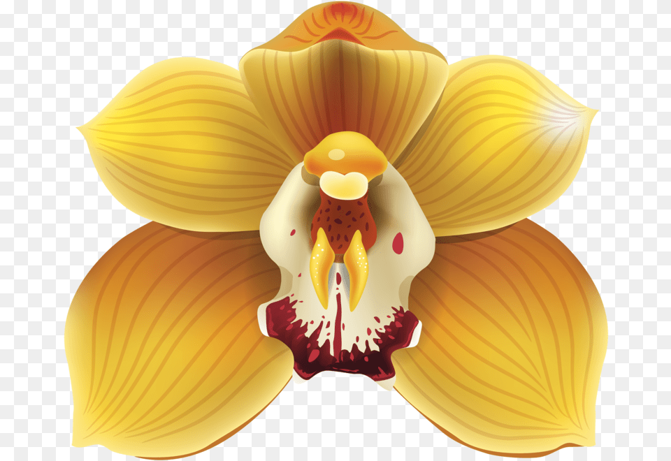 Yellow Orchids, Flower, Orchid, Plant, Petal Free Transparent Png