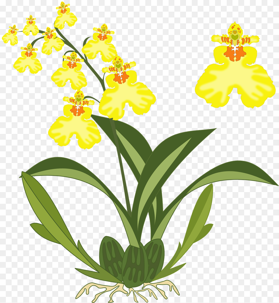Yellow Orchids On The Stem Clipart, Flower, Plant, Orchid Png Image