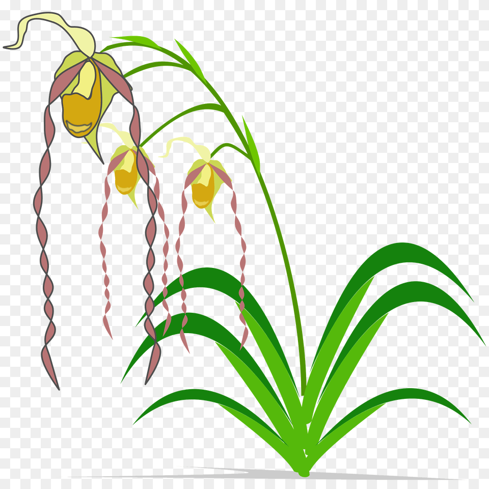 Yellow Orchids On The Stem Clipart, Flower, Plant, Orchid Free Png Download