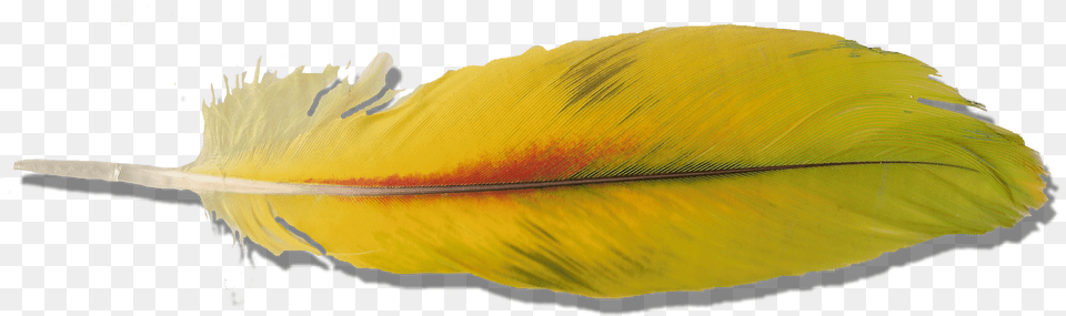 Yellow Parrot Feather Yellow Parrot Feather Macaw Feather Png Image