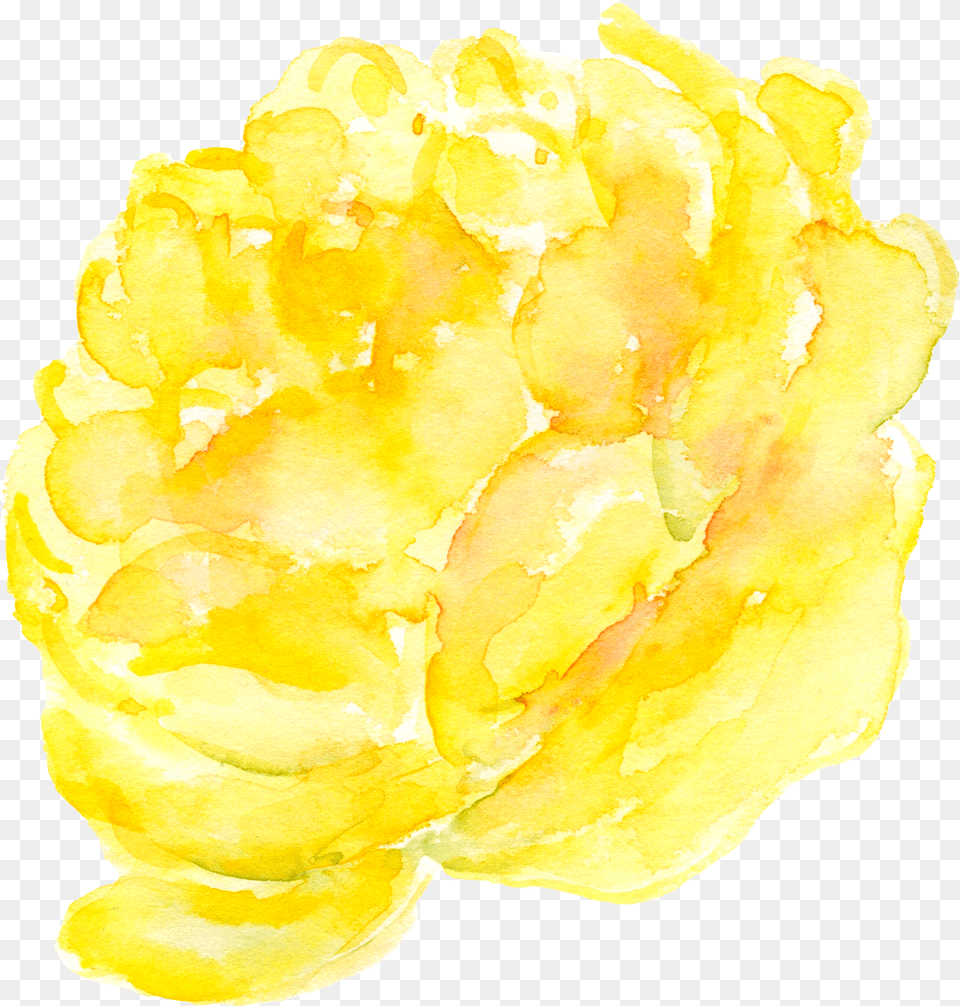 Yellow Peony, Flower, Petal, Plant, Rose Png