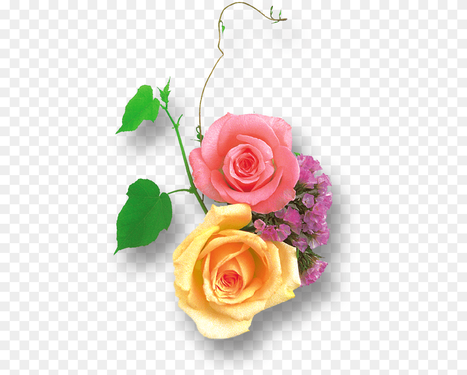 Yellow Pink Rose, Flower, Flower Arrangement, Flower Bouquet, Plant Png