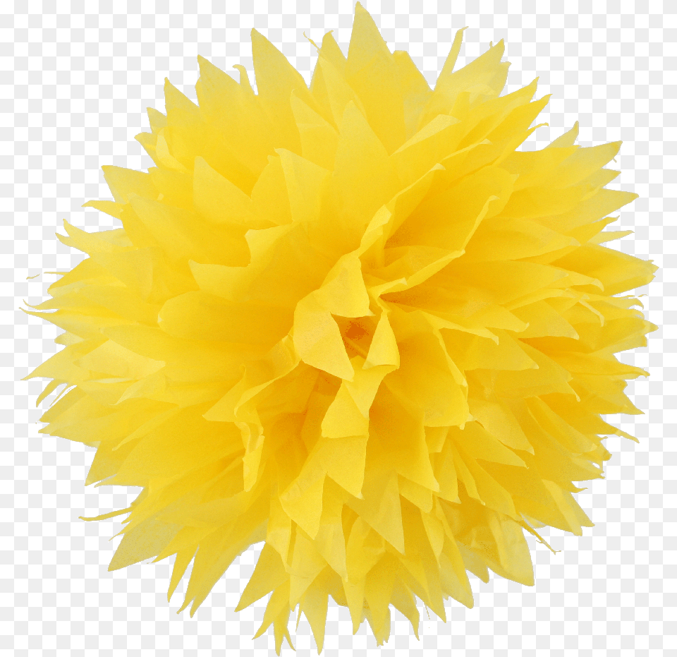 Yellow Pom Pom, Dahlia, Flower, Plant, Paper Png Image