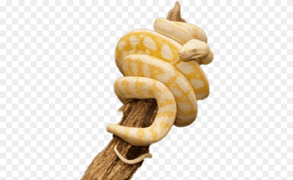 Yellow Python Wrapped Around Trunk Albino Carpet Python, Animal, Reptile, Snake Free Png