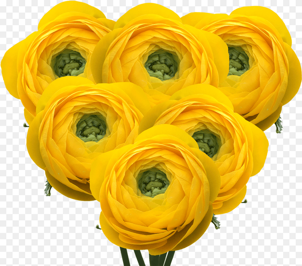 Yellow Ranunculus Flowers Wholesale Prices Artificial Flower, Flower Arrangement, Flower Bouquet, Pattern, Plant Png Image