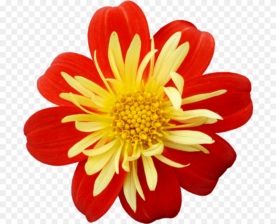 Yellow Red Flower Clip Art Red Yellow Flower, Dahlia, Daisy, Petal, Plant Free Png