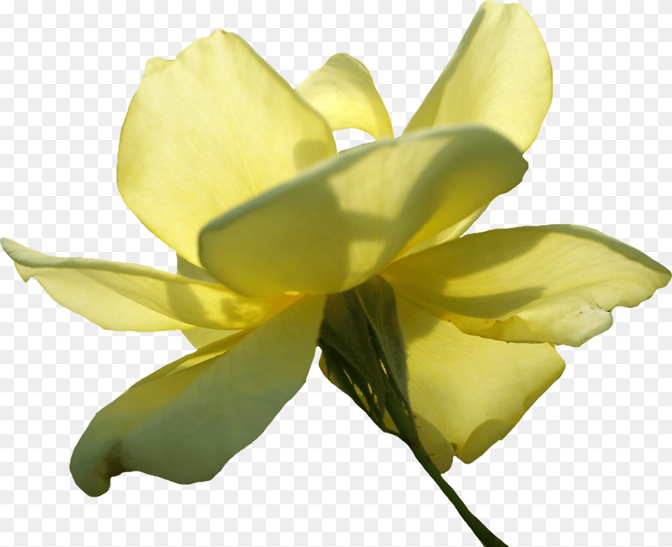 Yellow Rose, Flower, Geranium, Petal, Plant Free Png Download