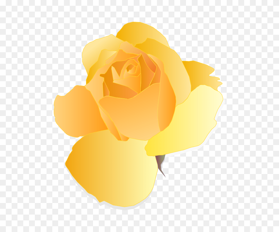 Yellow Rose, Flower, Petal, Plant Free Png