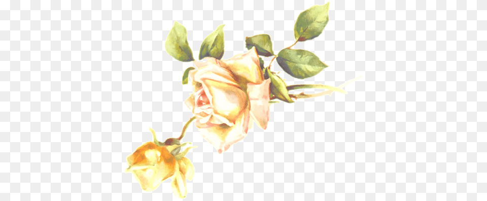 Yellow Rose Blossom Svg Public Domain Apple Blossom, Plant, Flower, Petal, Leaf Free Transparent Png